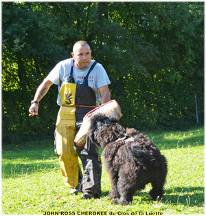 JOHN ROSS bouvier des Flandres du Clos de la Luette